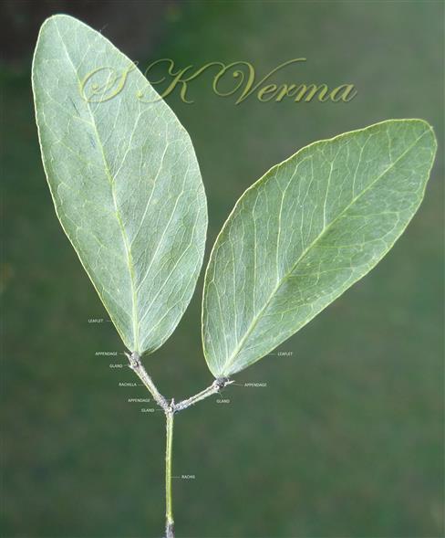  Leaf with 2 leaflets ( 2 leaflats removed); with appendages and glands